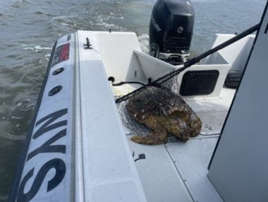 injured loggerhead turtle in net on boat