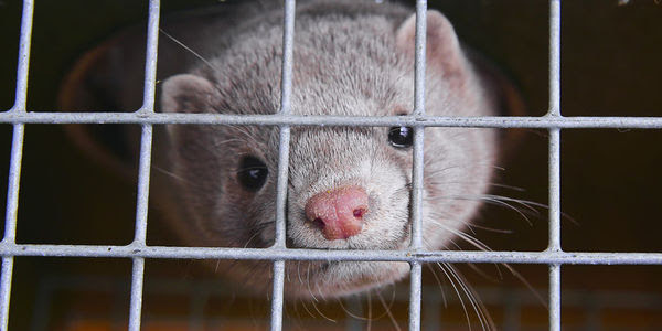 A mink looks up from its cage, locked inside forever.