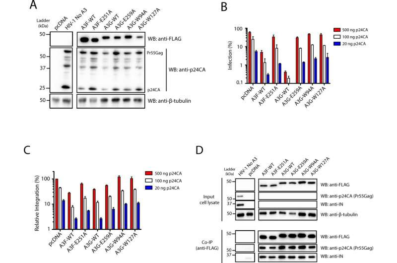 Paving the way toward a cure? Study reports new insights into role of proteins in HIV latency