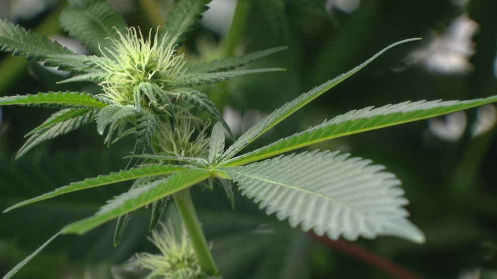  Rhode Island begins sales of recreational marijuana