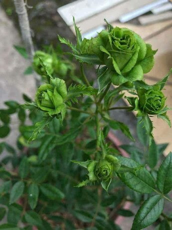 Roses-Rare-Green