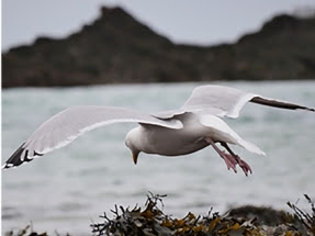 Bionic Wing Flaps Improve Wind Energy Efficiency