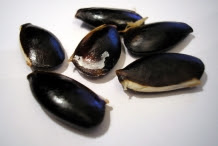 Seeds-of-Sapodilla