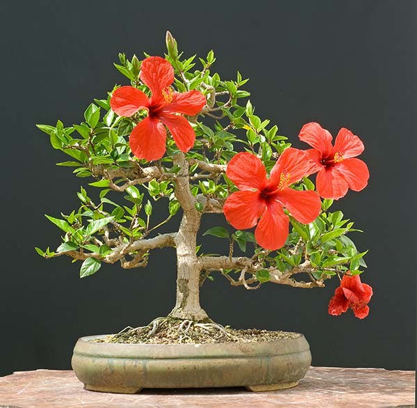 cây bonsai