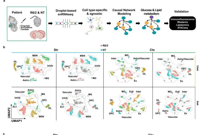 Study links metabolism changes in certain brain cells to Huntington's disease