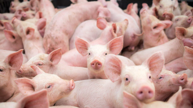Novo tipo de coronavírus encontrado em porcos pode infectar seres humanos
