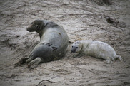 seal pup