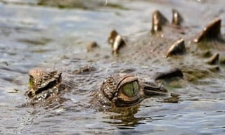 Scientists record first known ‘virgin birth’ in female crocodile in Costa Rica