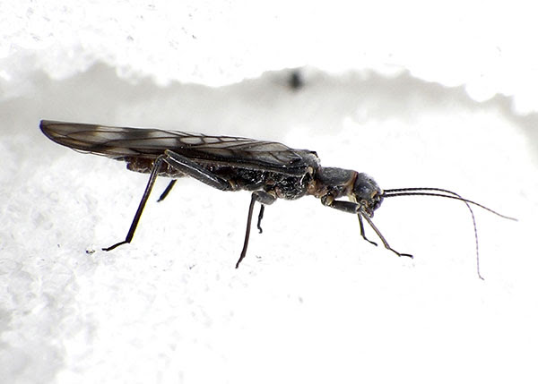 Side view of a recently emerged adult female western glacier stonefly.