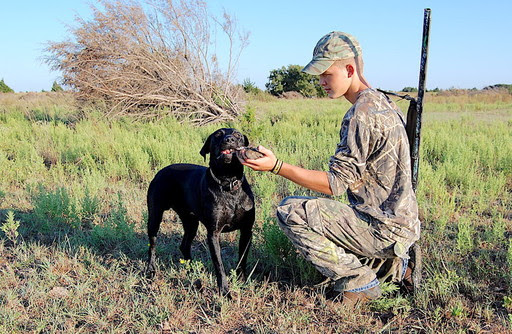 dove hunting