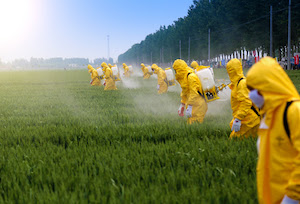 Farmers in yellow chemical-resistant coveralls spraying pesticide on a field