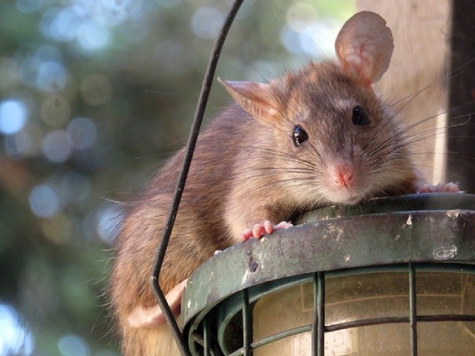 Image of curious rat outdoors
