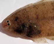 Blackcheeck tonguefish