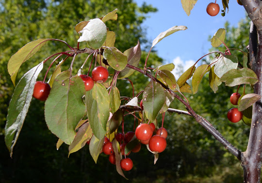 Fruit-bearing trees improve habitat for wildlife