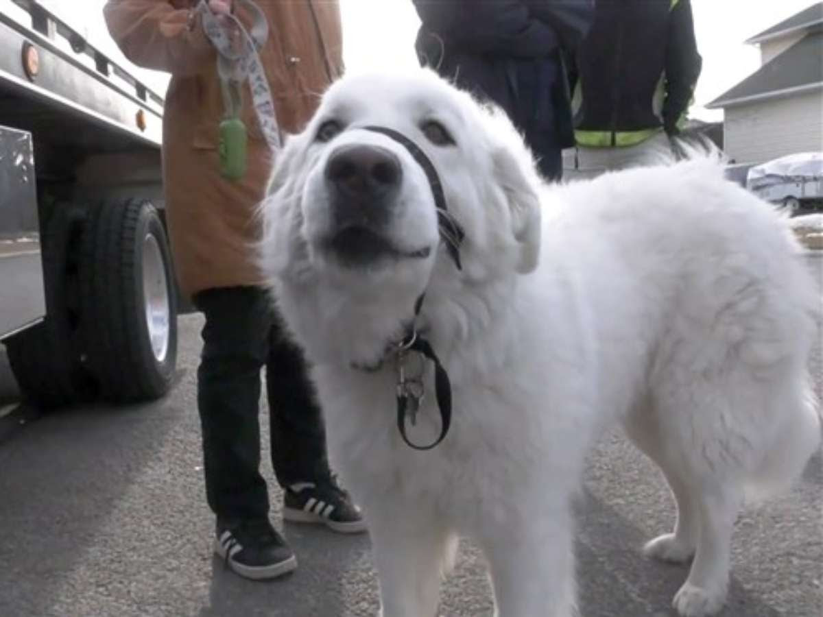 Perrito para el tráfico para salvar a su dueña, que se desmayó Perrito para el tráfico para salvar a su dueña, que se desmayó