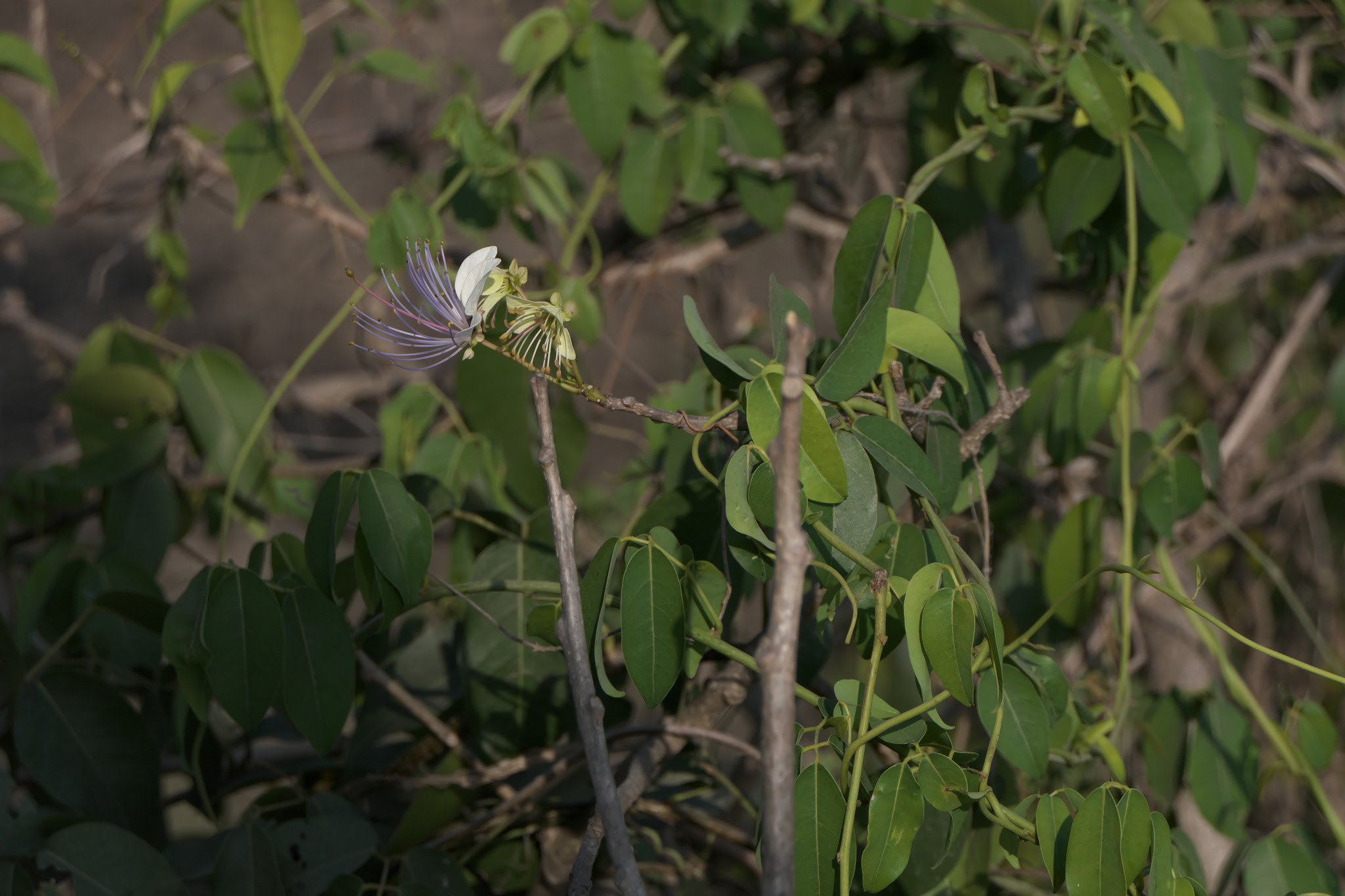 Crateva adansonii subsp. odora (Buch.-Ham.) Jacobs ... FOR VALIDATION
