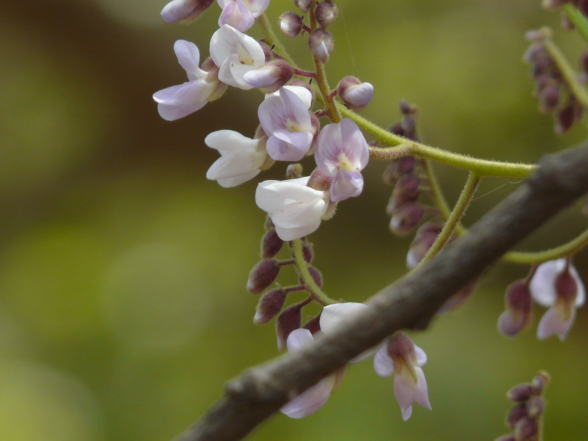 Dalbergia lanceolaria L.f.