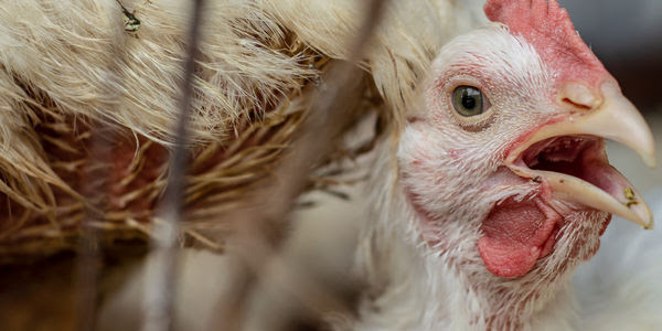 A factory farmed chicken screams inside a warehouse facility.