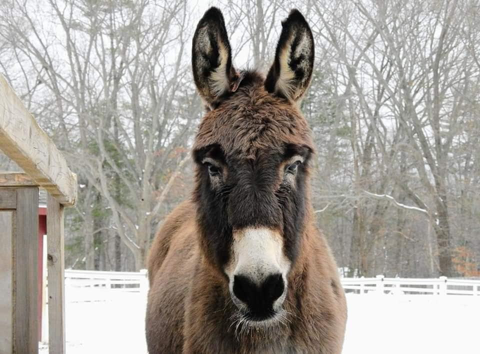 Peaceful Valley Donkey Rescue - Zebra? Zonkey? Nope .. just a donkey with  extra stripey legs. Many donkeys have some stripes on their legs, but this  gelding may win the prize for