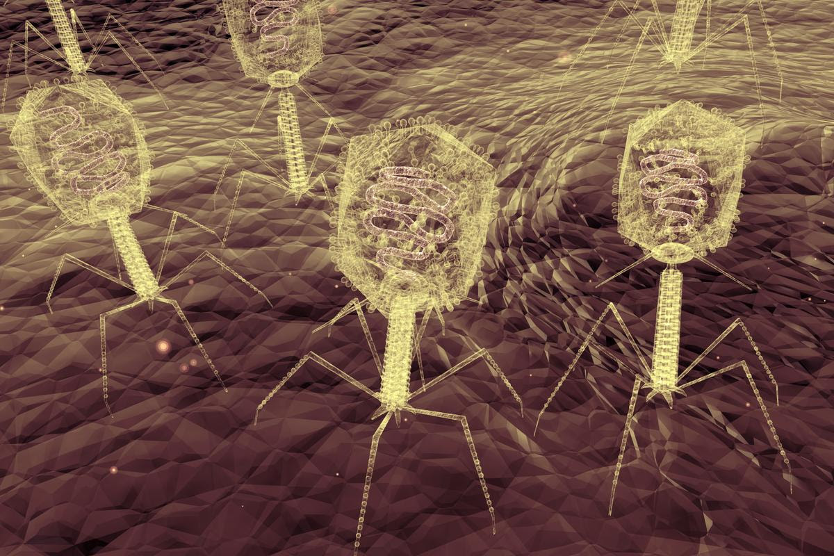 Bacteriophages are viruses that prey on bacteria, making them good candidates for treatments against superbugs