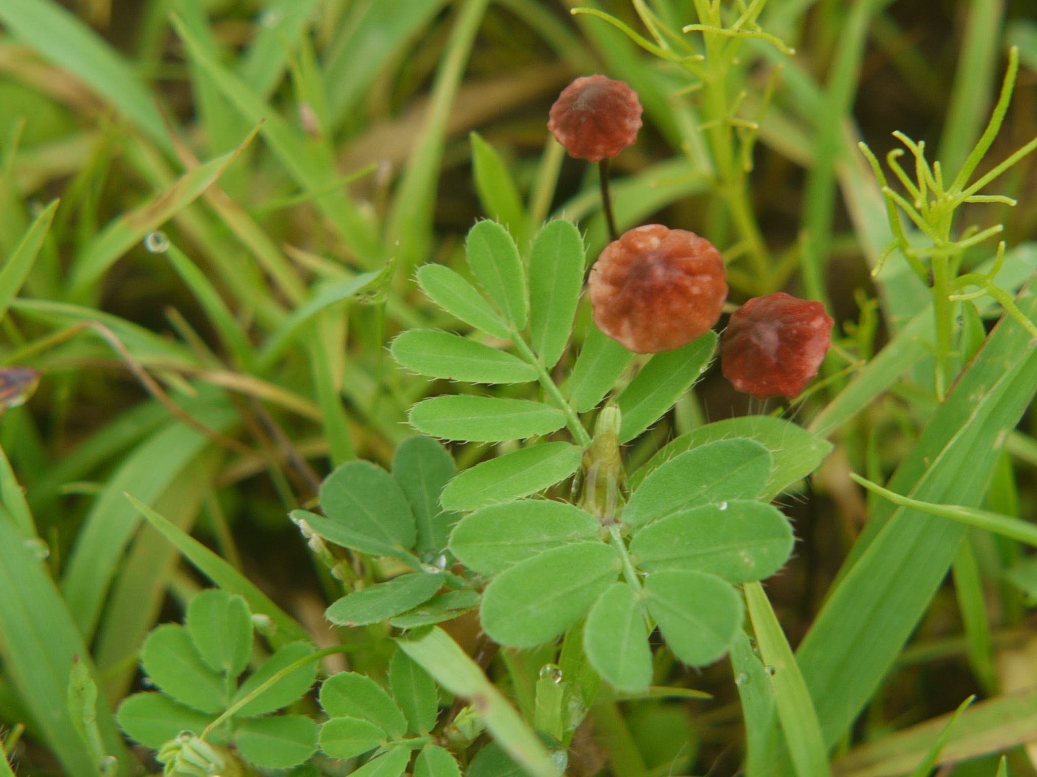 Marasmius sp. ... FOR ID