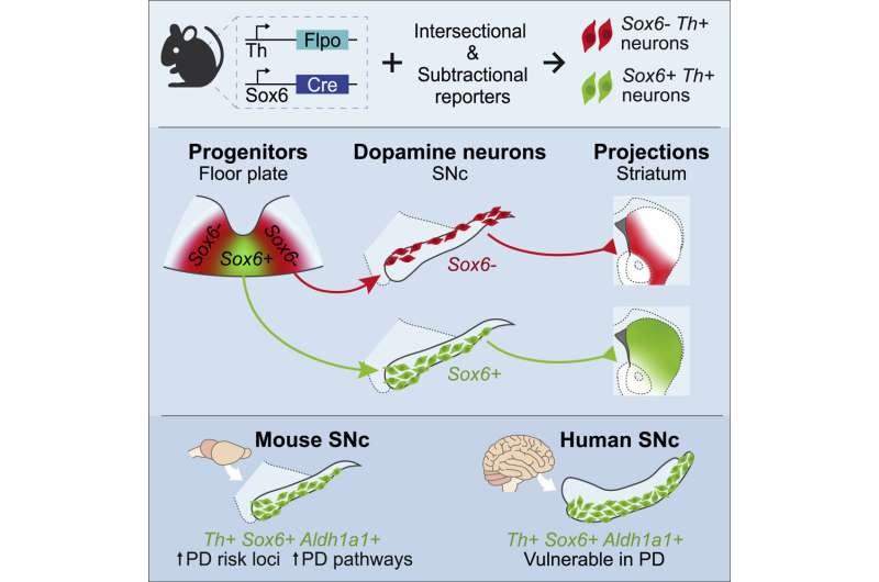 Uncovering the degenerative basis of Parkinson's disease