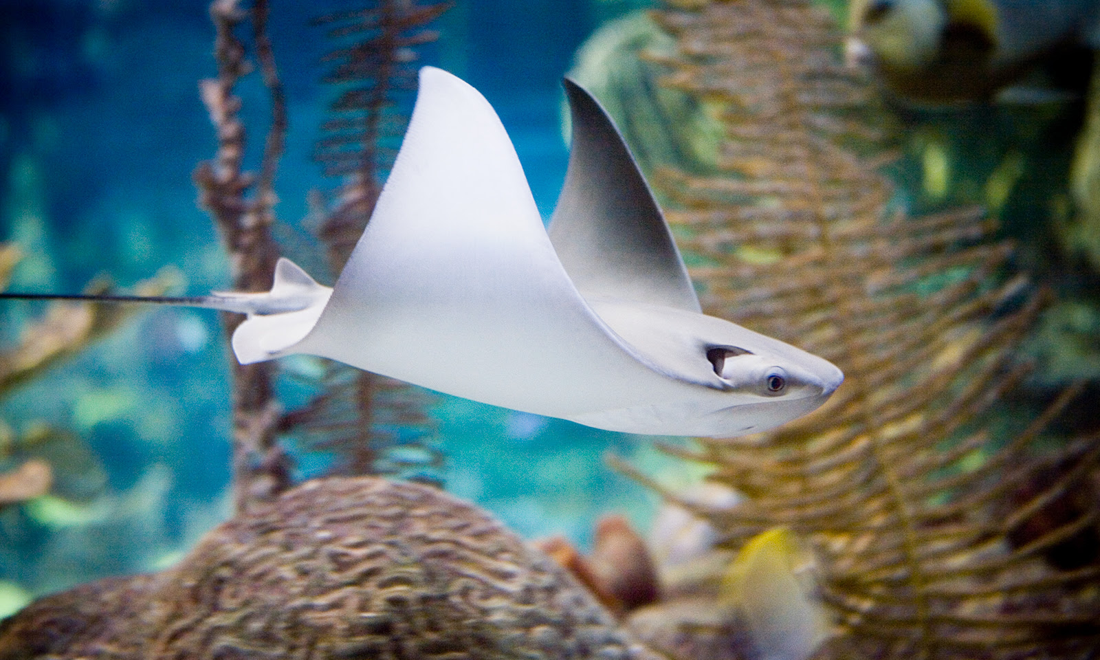 A cownose stingray swims close the the habitat glass in the Caribbean Reef Exhibit.