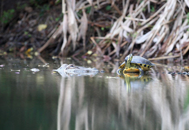 Amazing Friendship Between Reptiles