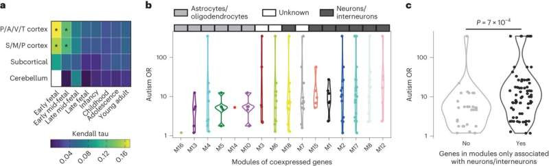 Autism-related genes in non-autistic individuals show a long-term socioeconomic influence