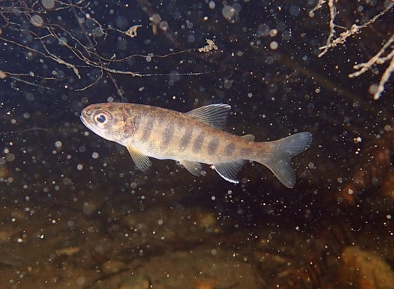 A juvenile coho salmon swims in a North Coast river.