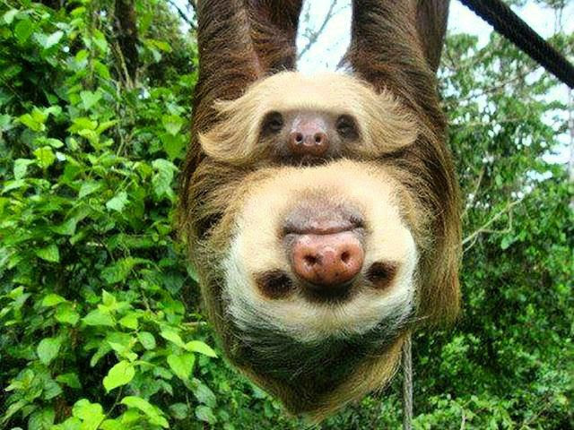 Sloth-baby