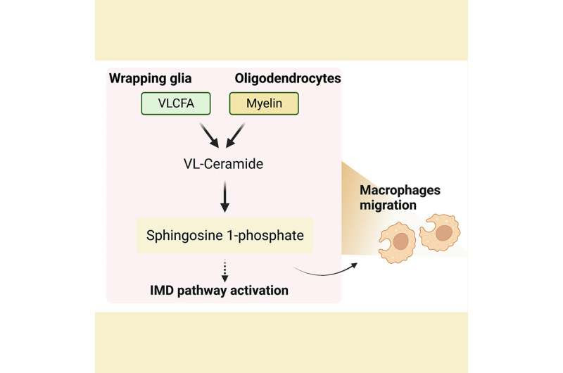 Study reveals a novel biomarker, potentially improved therapy for MS and related neurodegenerative disorders