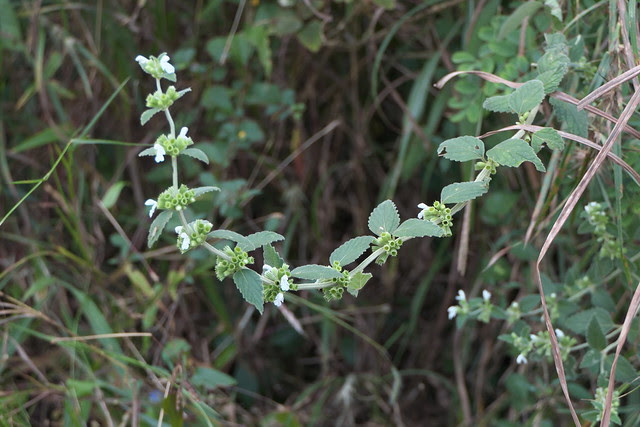 Leucas montana (Roth) Spreng.