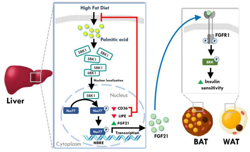 Protective factor found against excess lipid accumulation in obese mice livers; potential fatty liver disease treatment