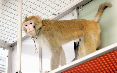 Foto van een aap met een staafje aan zijn hoofd in het Herseninstituut