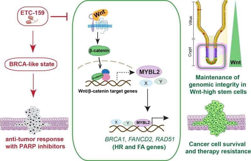 Double trouble for drug-resistant cancers