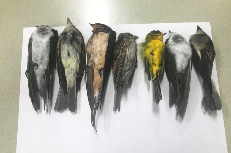 Birds are dropping dead in New Mexico, potentially in the ‘hundreds of thousands’ 200915-dead-birds-2-al-0858_cdc07195ee5642352036264864bb52e2.fit-760w