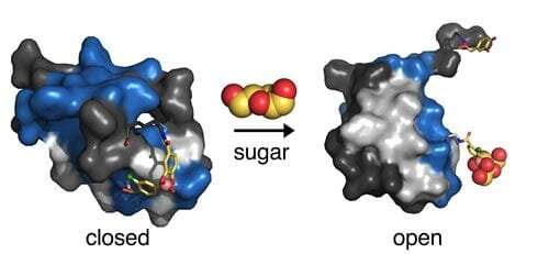 Synthetic hinge could hold key to revolutionary 'smart' insulin therapy