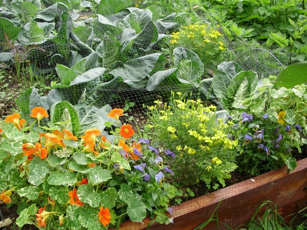 Flowers mixed with vegetables 'potager-style'. Brassica bed planted with nasturtium, tagetes and viola