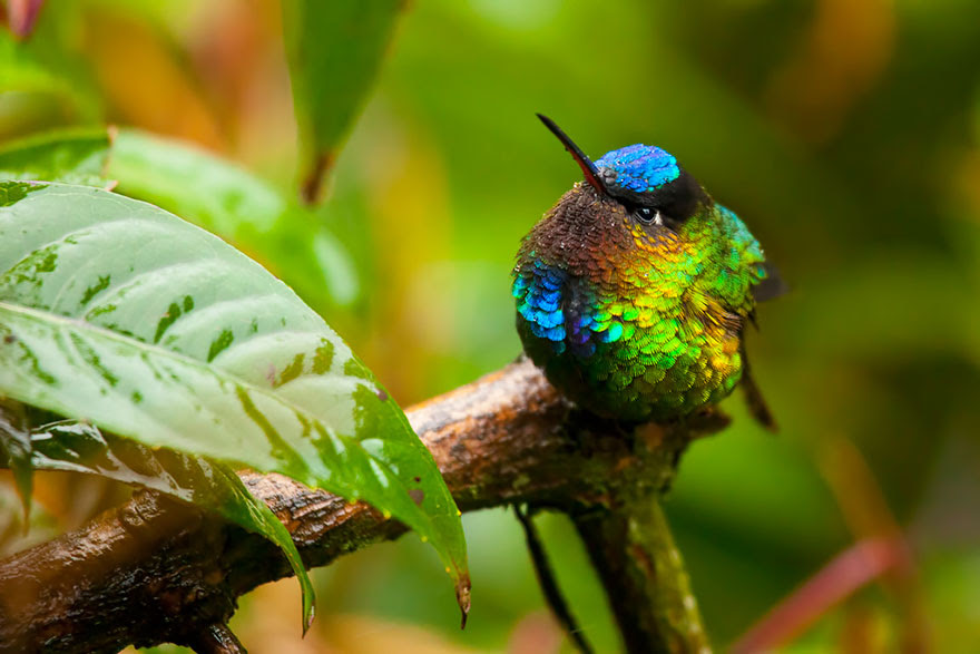BREATH-TAKING HUMMINGBIRD CLOSE-UPS Cute-beautiful-hummingbird-photography-2