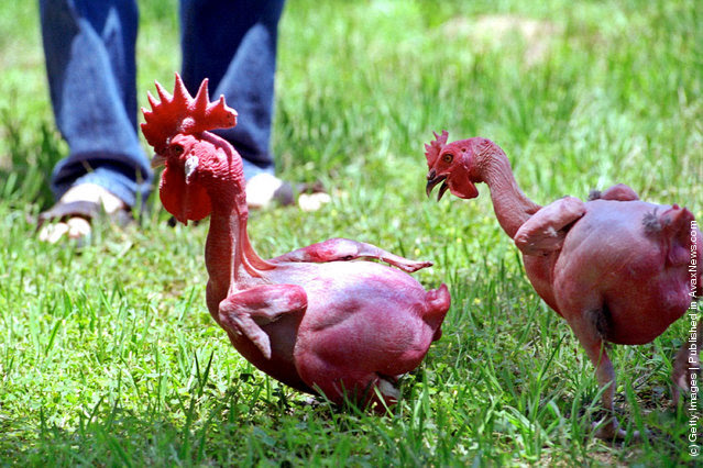 12 giống gà kỳ lạ nhất hành tinh - Ảnh 12.