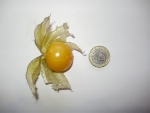 Cape gooseberry - a comparison with €1 coin Cape gooseberry - a comparison with €1 coin