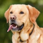 dog-1210559_960_720 (1)