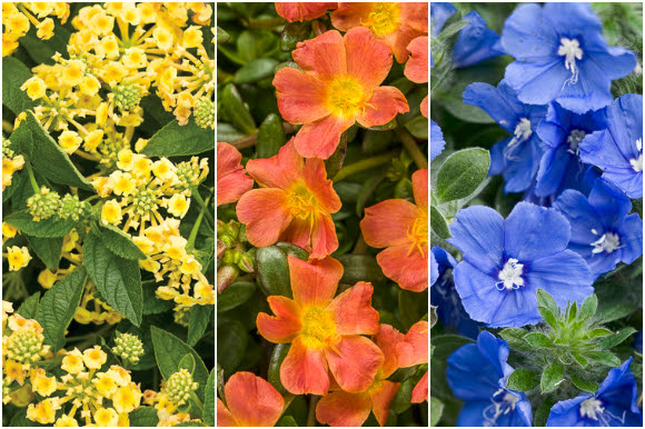 yellow lantana, orange portulaca, blue evolvulus