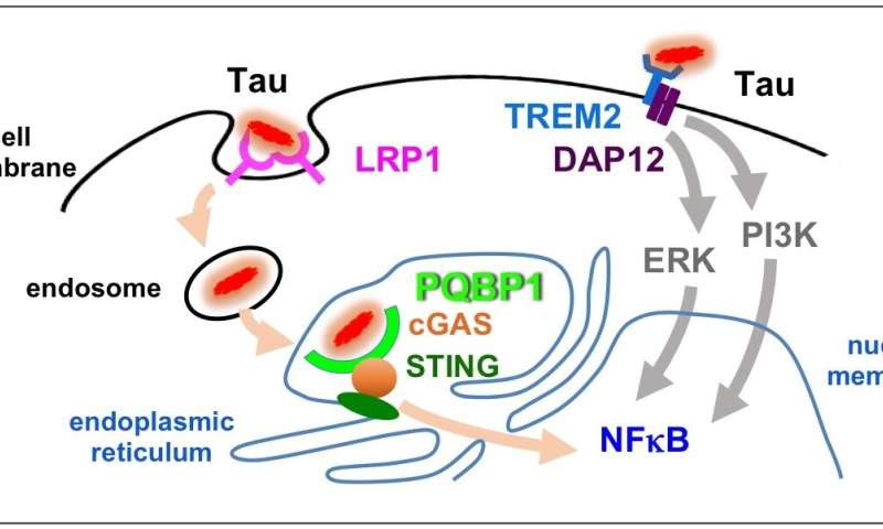 Tau and PQBP1: Protein Interaction Induces Inflammation in the Brain