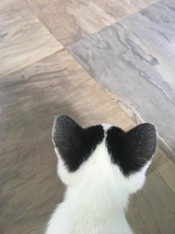 kitten with heart patterns on ears