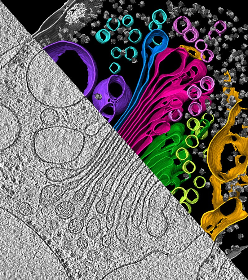 A slice through a cellular tomogram containing a representative Golgi stack and corresponding 3D segmentation