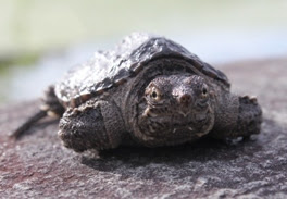 Juvenile snapping turtle