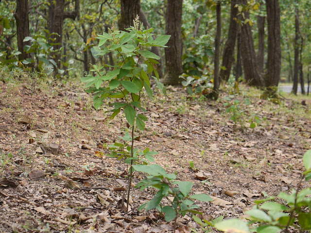 ¿ Flemingia macrophylla ?