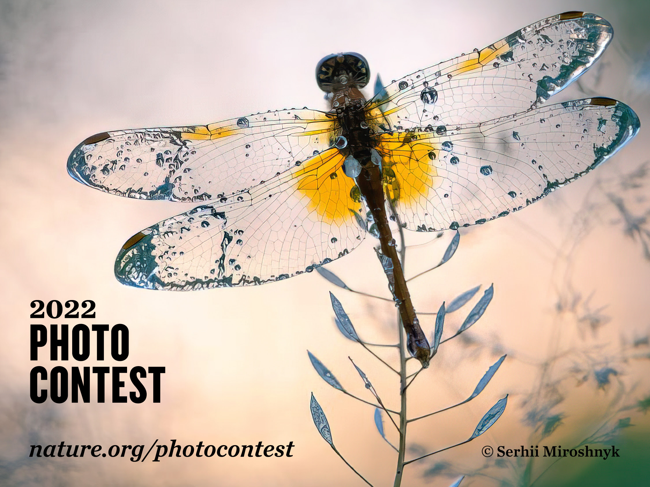 A dragon fly with seemingly crystalline wings with amber pigmentation sits on a shepherd's purse plant. Text reads 2022 Photo Contest nature.org/photocontest © undefined